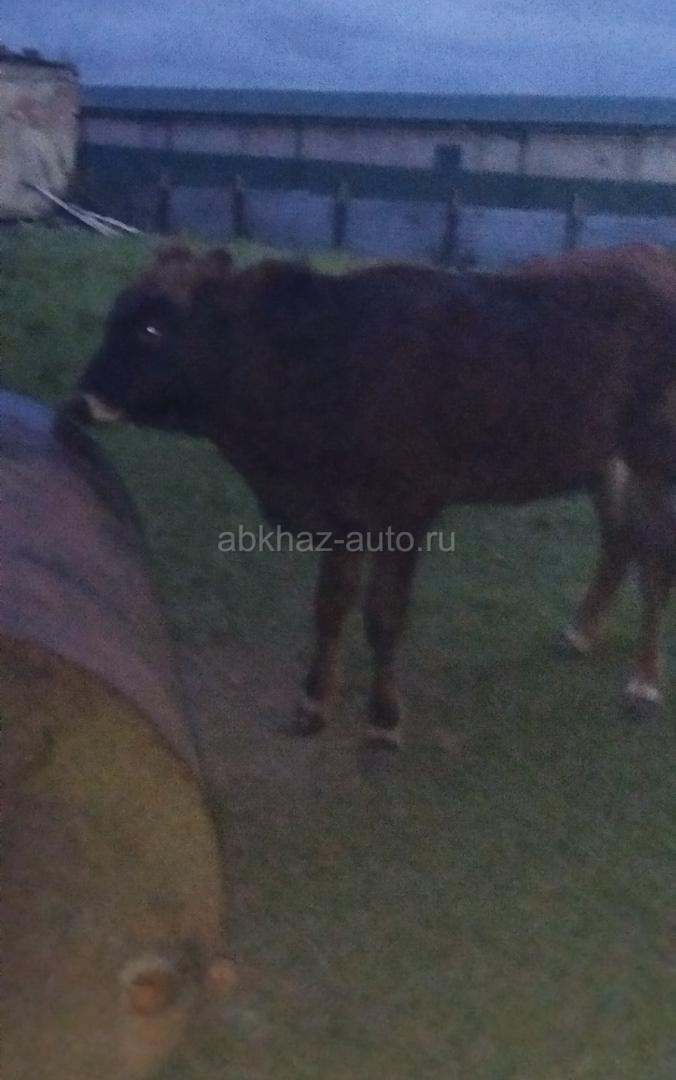 Бычок 65 кг