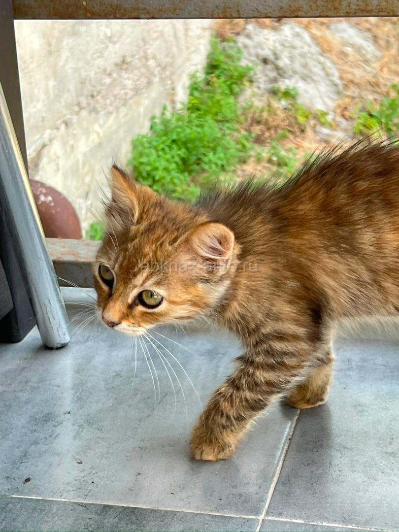 Котята