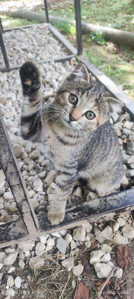 Котята и кошка вислоухие