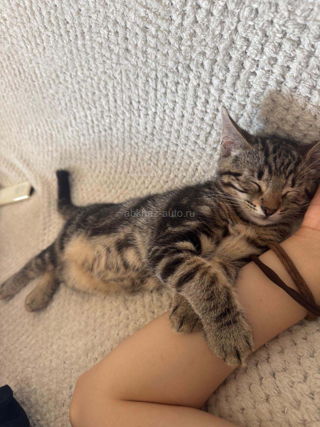 Милый и игривый котенок 3 месяца