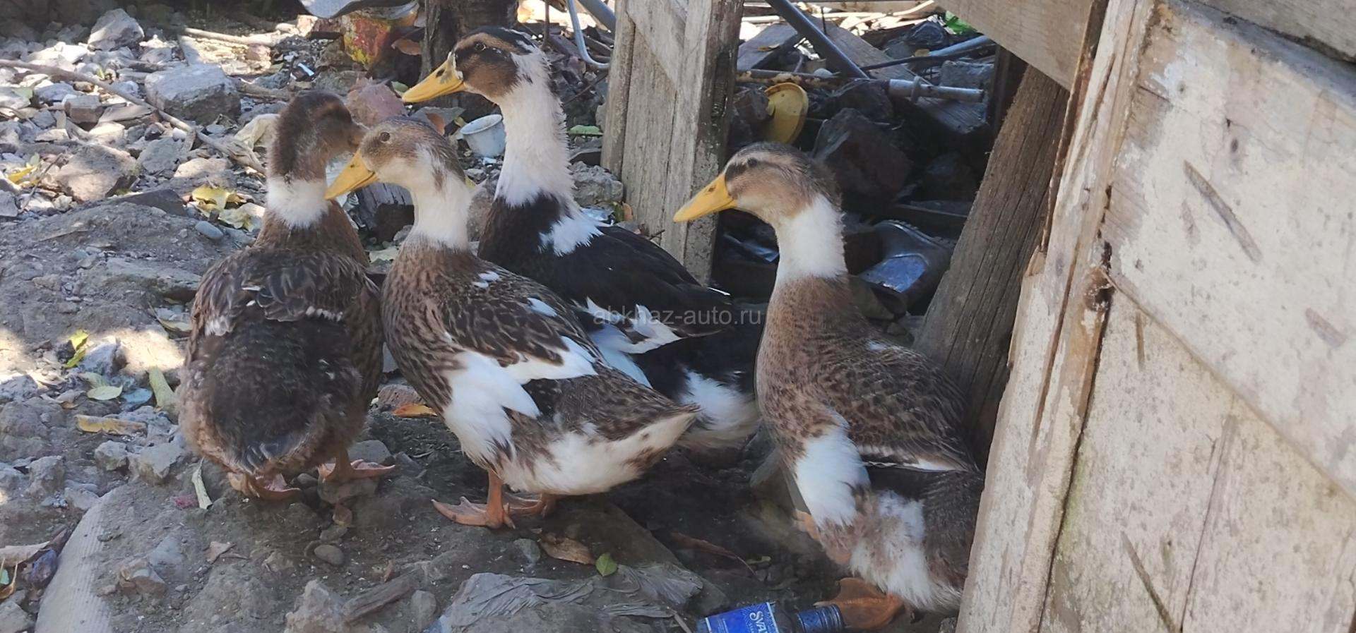 Утки 4 штуки