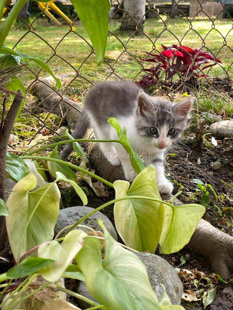 Котята девочка и мальчик 1 месяц