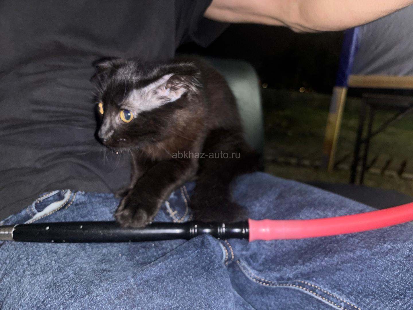 Веслоухая кошка